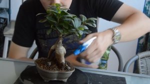 Бонсай сохнет! Что делать если бонсай гибнет? Первые шаги к спасению дерева бонсай!