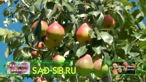 Груша Нарядная Ефимова у Железова