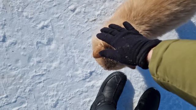 Первая весна в деревне 🏠 Готовлюсь, строю планы💫 смотреть онлайн