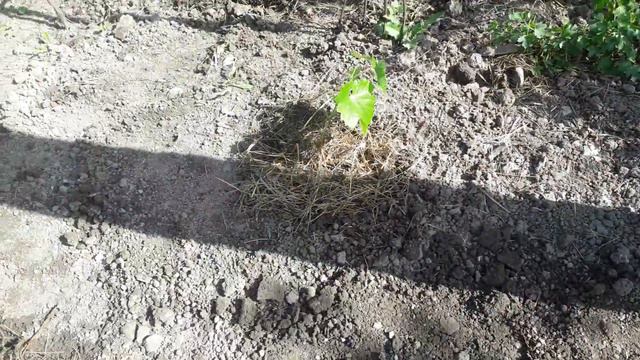 Пасадка винограда. Дубль 2. смотреть онлайн