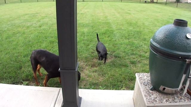 Sony DSC-HX5 Sample Video смотреть онлайн