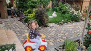 Кане Корсо и дети