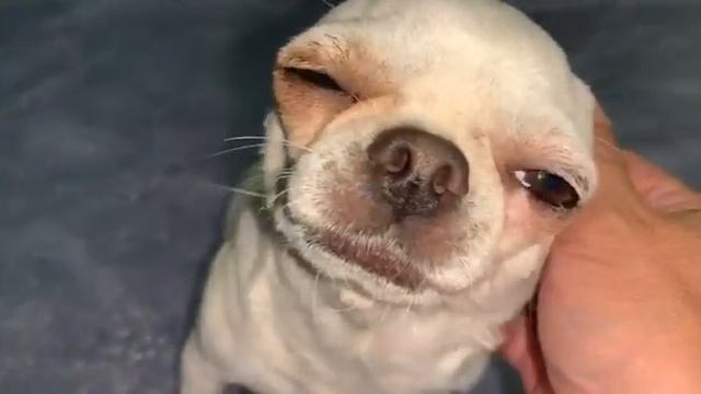 У Вегуси внезапно появилось молоко, начали лечение. смотреть онлайн