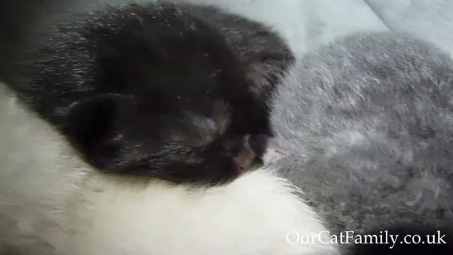 KITTENS 2 days Old British Shorthair Blue + Black + Ragdoll Blue Point + Seal Point PLEASE SUBSCRIB смотреть онлайн