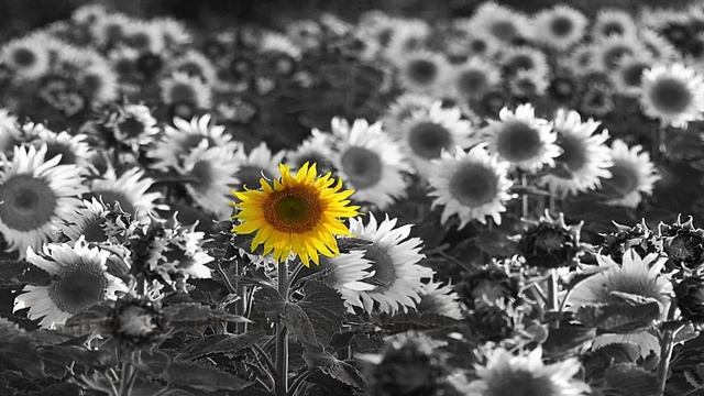 От улыбки хмурый день светлей // Ulybka  // Улыбка //  Russian Children Songs