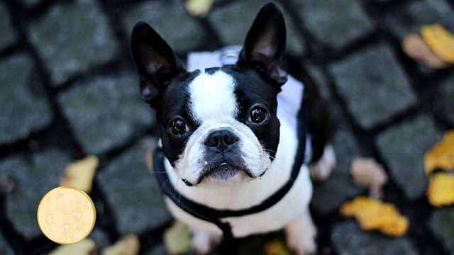 КАКАЯ ПОРОДА СОБАКИ ПОДХОДИТ ТЕБЕ ПО ЗНАКУ ЗОДИАКА смотреть онлайн