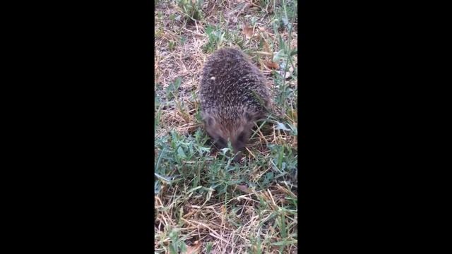 Ежик .#ежиквтраве. смотреть онлайн