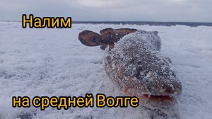 Рыбалка на налима зимой. Ловля налима на Волге