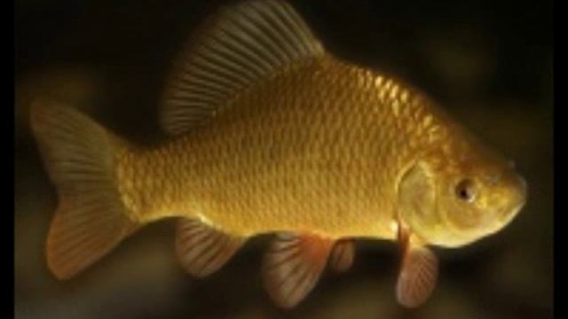 С днем рождения,рыбак! ч.1 смотреть онлайн