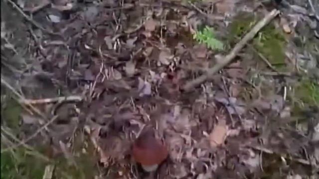 Там на неведомых дорожках... растут грибы! смотреть онлайн