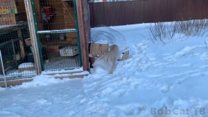 ЛЮБОВЬ В СНЕГУ ⧸ Рыси и пума получают снежный душ.