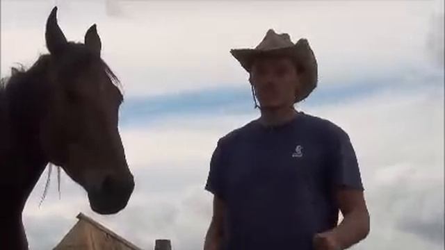 Видео-урок Обучение молодой лошади Трапеция смотреть онлайн