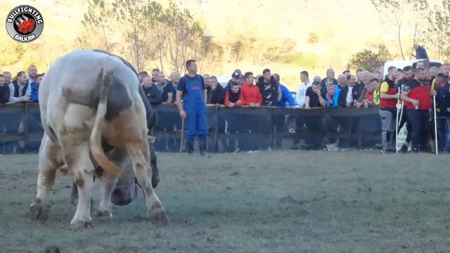 GOLUB (Dado Kurtaljevic) - GOLUB (Safet Begic) KORIDA PUTOVICI STRELISTE 2023