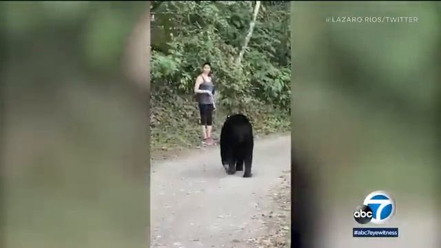 Woman takes selfie as bear sniffs her hair on hiking trail in Mexico смотреть онлайн