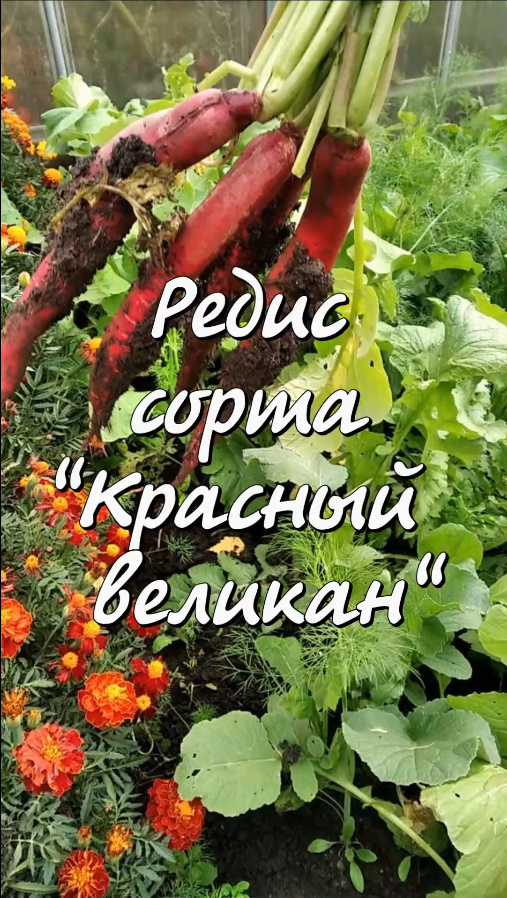 Редис сорта Красный великан.