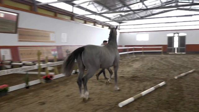 CORNET OBOLENSKY x DENZEL MUELENHOF 2020 LICENSED BREEDING STALLION смотреть онлайн