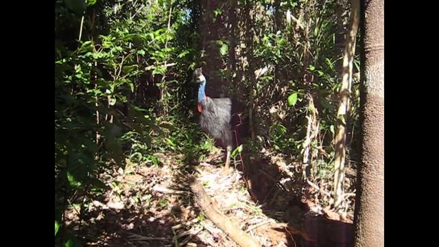 Казуар cassowary смотреть онлайн