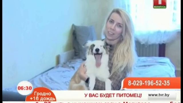 Добрый слепой пёс по кличке Брайль ищет хозяев смотреть онлайн