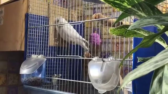 Неудачное гнездование