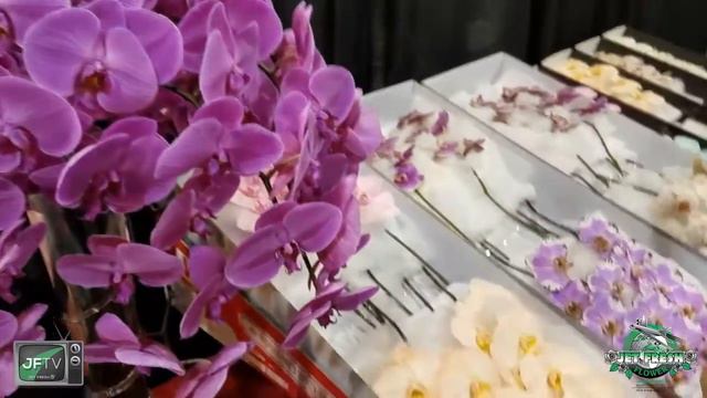 JFTV: Phalaenopsis Orchids Booth from the 2017 World Floral Expo смотреть онлайн