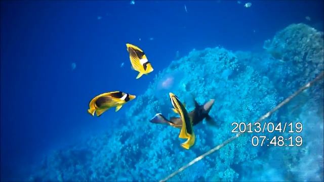 Рыбы Красного моря. Полосатая рыба бабочка смотреть онлайн