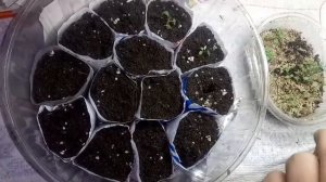 Пикируем виолу