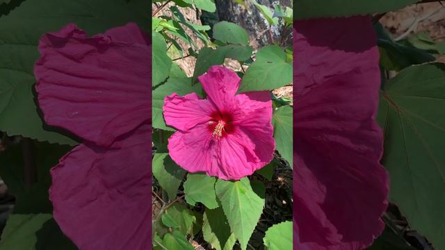 Hibiscus moscheutos смотреть онлайн