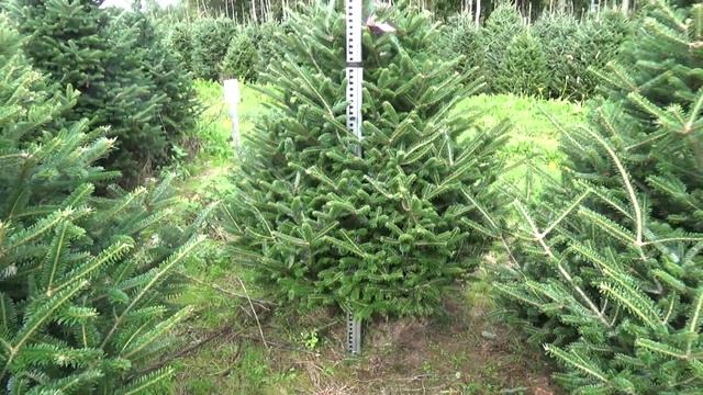 Пихта Фразера (срезанная новогодняя пихта) 16778 смотреть онлайн
