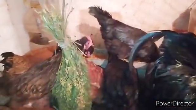 если бы не сода зарубила бы кур! так просто восстановила яйценоскость кур. смотреть онлайн