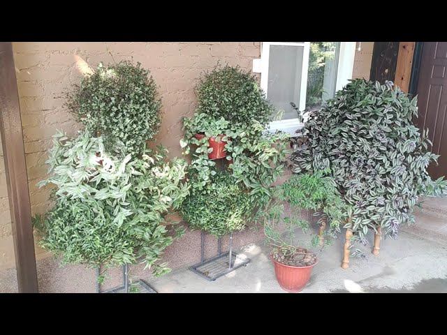 Обязательно сделайте так с традесканцией осенью. Всю зиму до весны будет красивый пышный куст. смотреть онлайн