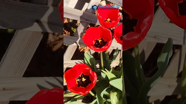 Primavera Mágica -2 / Magic Spring-2 смотреть онлайн
