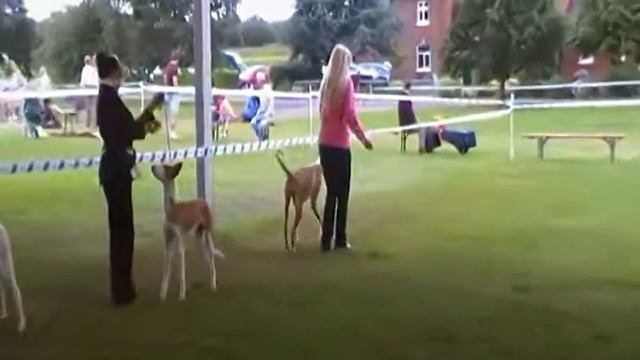 Saffi, Falconcrag Queen Nefertiti At Threadgold) Ibizan Hound, At Paignton Champ 2012 смотреть онлайн