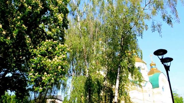Цветущие каштаны словно храмы