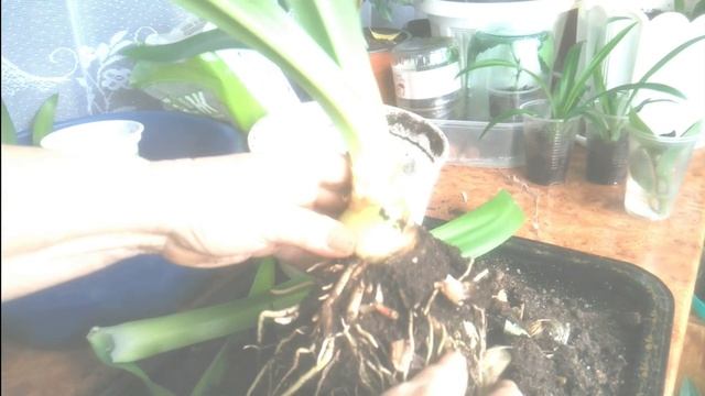 Гименокаллис - уход и размножение в домашних условиях./Hymenocallis-care and reproduction at home. смотреть онлайн