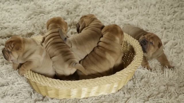 Щенки Шарпея смотреть онлайн