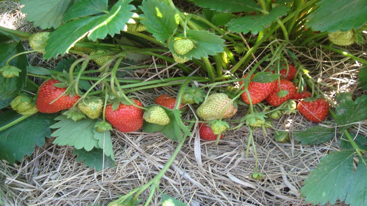 ЗЕМЛЯНИКА НАГАОКО ЗЕМЛЯНИКА СВИТ ЭВИ ВИДЕООБЗОР ДЕГУСТАЦИЯ смотреть онлайн