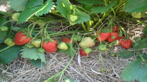 ЗЕМЛЯНИКА  НАГАОКО  ЗЕМЛЯНИКА СВИТ ЭВИ  ВИДЕООБЗОР  ДЕГУСТАЦИЯ