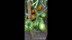 ТОМАТ СТОПУДОВЫЙ ОКАЗАЛСЯ  СОВСЕМ НЕ  СТОПУДОВЫМ , НО  ОЧЕНЬ СЛАДКИМ И ОЧЕНЬ  ВКУСНЫМ