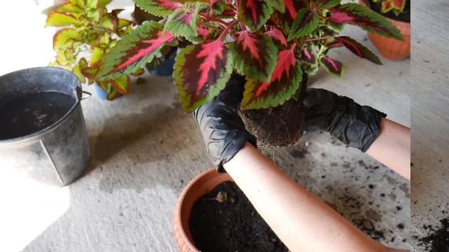 Что у нас в цветочном магазине? У меня цветочная зависимость! ЦВЕТЫ В КАШПО! #2