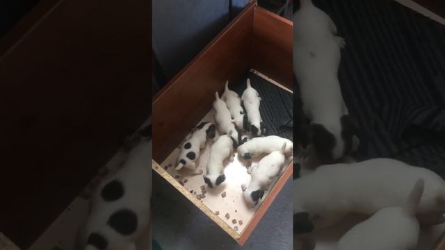 САМЫЕ МИЛЫЕ ЩЕНОЧКИ ДЖЕК РАССЕЛА КУШАЮТ, / FUNNY PETS , JACK RUSSEL TERRIER PUPPIES EATING смотреть онлайн