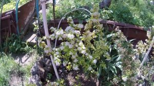 ВСЁ о ПИРАКАНТЕ: посадка, уход, применение в ландшафтном дизайне