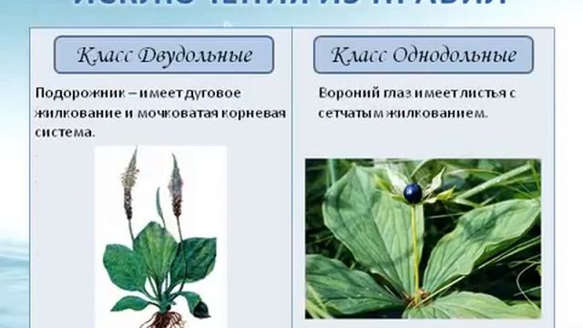 Деление покрытосеменных растений на классы и семейства.AVI смотреть онлайн