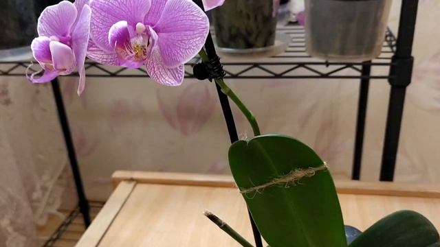 Орхідея фаленопсис Phal. Love Letter - Любовний Лист смотреть онлайн