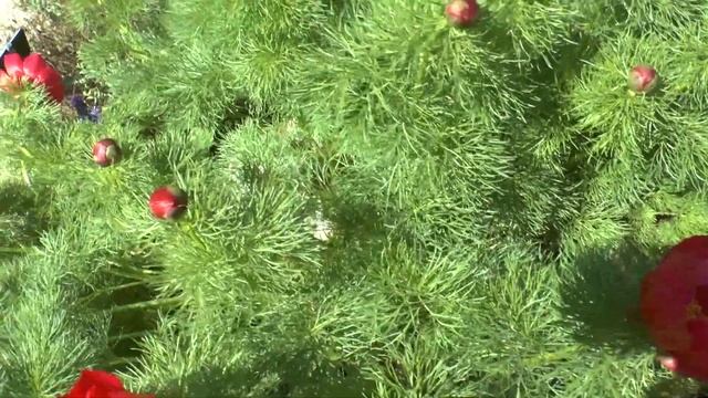 Paeonia tenuifolia смотреть онлайн