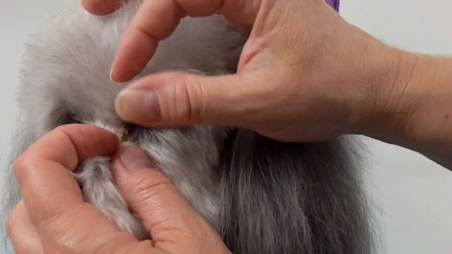 Can a Dogs Eyelashes Be Trimmed? смотреть онлайн