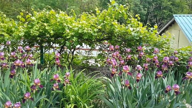 Горный родник в Широкой балке (5 мая 2018, Новороссийск) смотреть онлайн