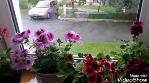 Пеларгония королевская.?5 САМЫХ ВАЖНЫХ УСЛОВИЙ для пышного цветения.?