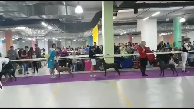 Xolo standard 8th special DogShow bob смотреть онлайн