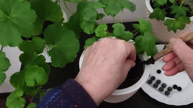 Скорая помощь для пеларгоний в зимний период смотреть онлайн