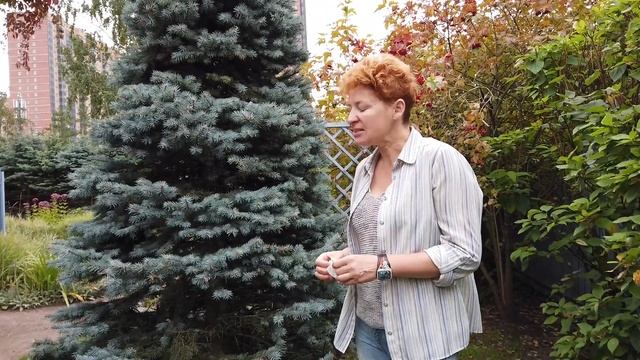 Светлана Желиба. Как вырастить новогоднюю ель? смотреть онлайн